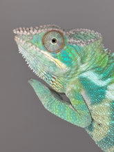 Load image into Gallery viewer, ANKIFY X AMBILOBE Panther Chameleon: (E17)