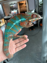 Load image into Gallery viewer, Ambilobe male: JIMMY WALKER
