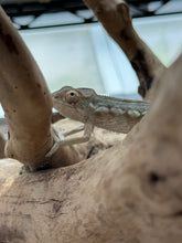 Load image into Gallery viewer, FEMALE AMBILOBE Panther Chameleon: Jimmy x Flash 🚺 (S13)