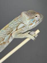 Load image into Gallery viewer, AMBANJA FEMALE Panther Chameleon: đș (R1)