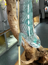 Load image into Gallery viewer, AMBILOBE Panther Chameleon: Frank x Sandy (E10)