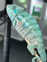 Load image into Gallery viewer, AMBANJA/NOSY FALY male (I5)