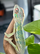 Load image into Gallery viewer, Ambilobe male: Flash x Rocky (R6)