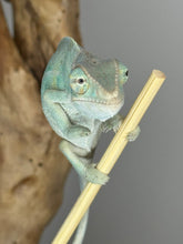 Load image into Gallery viewer, NOSY BE Panther Chameleon male:(E27)