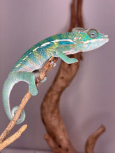 Load image into Gallery viewer, Young ambilobe male panther chameleon displaying bold green, ref, blue and yellow hues