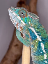 Load image into Gallery viewer, Exclusive FramsChams Ambilobe panther chameleon with legendary bloodlines.