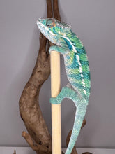 Load image into Gallery viewer, Juvenile ambilobe male chameleon with outgoing temperment and striking color pattern.