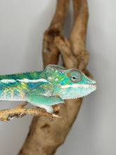 Load image into Gallery viewer, Playful Ambilobe panther chameleon showing curious, ebergetic behavior
