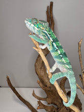 Load image into Gallery viewer, Juvenile Ambilobe panther chameleon perched on a branch showing a lively personality