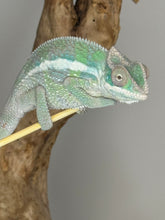 Load image into Gallery viewer, Sambava Male: Marley x Mabel (E3)
