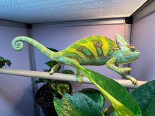 Load image into Gallery viewer, FEMALE Veiled Chameleon (E4)