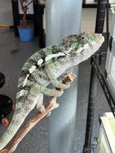 Load image into Gallery viewer, SAMBAVA Panther Chameleon: (E5)