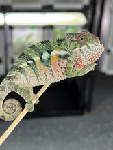 Load image into Gallery viewer, AMBILOBE male: Sam x Amie (Q5)