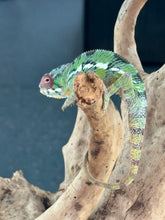 Load image into Gallery viewer, AMBILOBE male: Sam x Amie (R19)