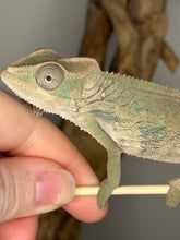 Load image into Gallery viewer, Ambilobe Male Panther Chameleon: Flash x Opal (E12)