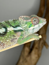 Load image into Gallery viewer, SAMBAVA Panther Chameleon male: (E10)