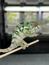 Load image into Gallery viewer, AMBILOBE male: Sam x Amie (Q5)