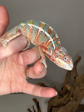 Load image into Gallery viewer, AMBILOBE Panther Chameleon: (J2)