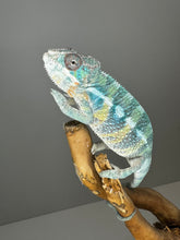 Load image into Gallery viewer, AMBILOBE Male Panther Chameleon: (E36)