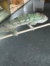 Load image into Gallery viewer, Ambilobe male panther chameleon: Flash x Opal (S3)