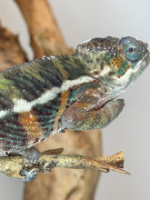 Load image into Gallery viewer, AMBILOBE Panther Chameleon: (E18)