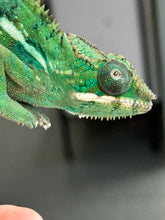 Load image into Gallery viewer, AMBILOBE Panther Chameleon: Frank x Sandy (S14)