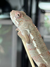 Load image into Gallery viewer, AMBILOBE Panther Chameleon: Starburst x Margaret (I8)
