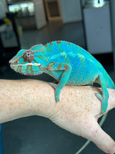 Load image into Gallery viewer, AMBILOBE Panther Chameleon male: (J1)