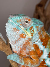 Load image into Gallery viewer, AMBANJA Panther Chameleon: (J7)