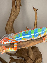 Load image into Gallery viewer, AMBILOBE Panther Chameleon: (J1)