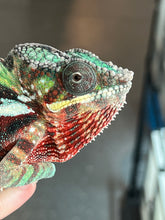 Load image into Gallery viewer, AMBILOBE Panther Chameleon: Riot/JJ/Bolt (J2)