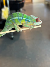 Load image into Gallery viewer, AMBILOBE Panther Chameleon: Jimmy Walker x Dianne (S19)