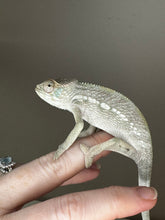 Load image into Gallery viewer, AMBILOBE FEMALE Panther Chameleon: Rogue x Phoenix (S3)