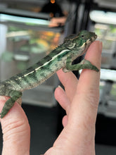 Load image into Gallery viewer, AMBILOBE male: Sunny Delight x Skittles(R5)