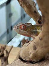Load image into Gallery viewer, AMBILOBE panther chameleon: Flash x Opal (R13)