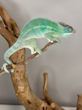 Load image into Gallery viewer, AMBILOBE Panther Chameleon: (E28)