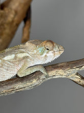 Load image into Gallery viewer, AMBILOBE FEMALE Panther Chameleon: šŗ (Q12)