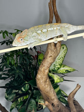 Load image into Gallery viewer, AMBILOBE FEMALE Panther Chameleon: Rogue x Phoenix (S12)