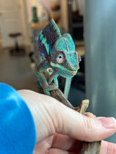 Load image into Gallery viewer, AMBANJA Panther Chameleon: (J6)