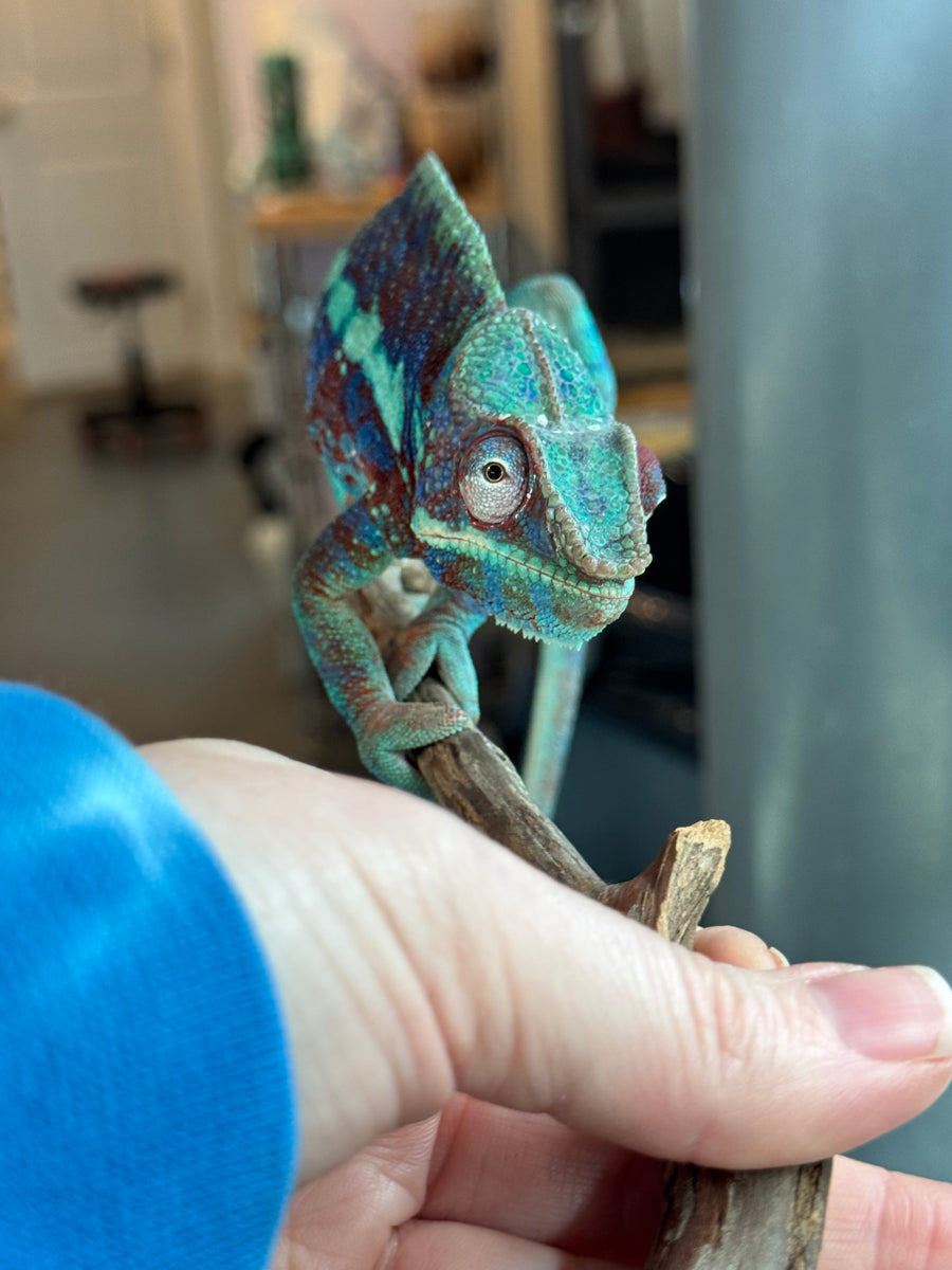AMBANJA Panther Chameleon: (J6) – FramsChams Panther Chameleons