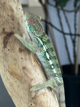 Load image into Gallery viewer, AMBILOBE Panther Chameleon: Frank x Sandy (R20)