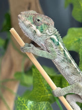 Load image into Gallery viewer, AMBILOBE Panther Chameleon: Magnus x Emma (Q5)