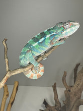 Load image into Gallery viewer, AMBILOBE Male Panther Chameleon: (E14)