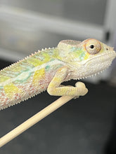 Load image into Gallery viewer, AMBILOBE male: Sam x Amie (Q7)