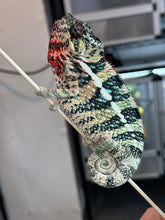 Load image into Gallery viewer, AMBILOBE male: WC Hawkeye x Nugget (I5)