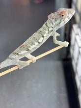 Load image into Gallery viewer, AMBILOBE Panther Chameleon: Rogue x Phoenix (R1)