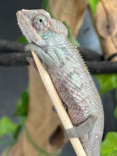 Load image into Gallery viewer, AMBANJA Panther Chameleon: Blue Inferno x Tango (E9)