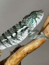 Load image into Gallery viewer, AMBANJA X ANKIFY Panther Chameleon:(F1)