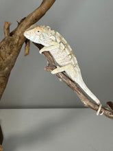 Load image into Gallery viewer, AMBILOBE FEMALE Panther Chameleon: šŗ (Q10)