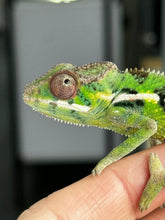 Load image into Gallery viewer, Sambava Male: Marley x Mabel (E1)